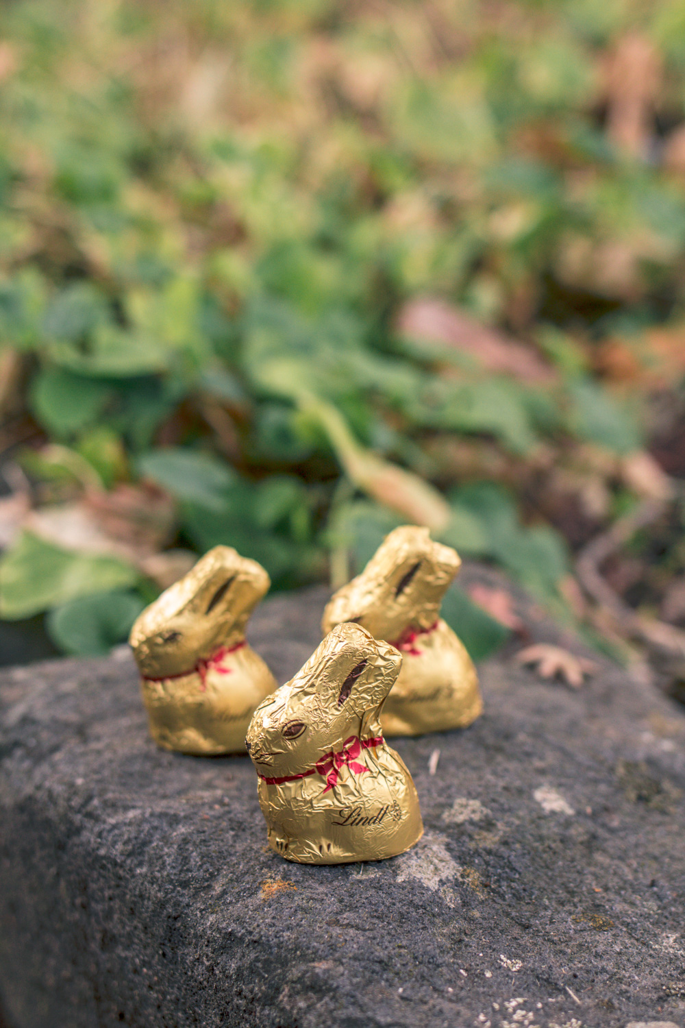 Chocolate easter bunnies and bilbies at Autumn themed easter egg hunt