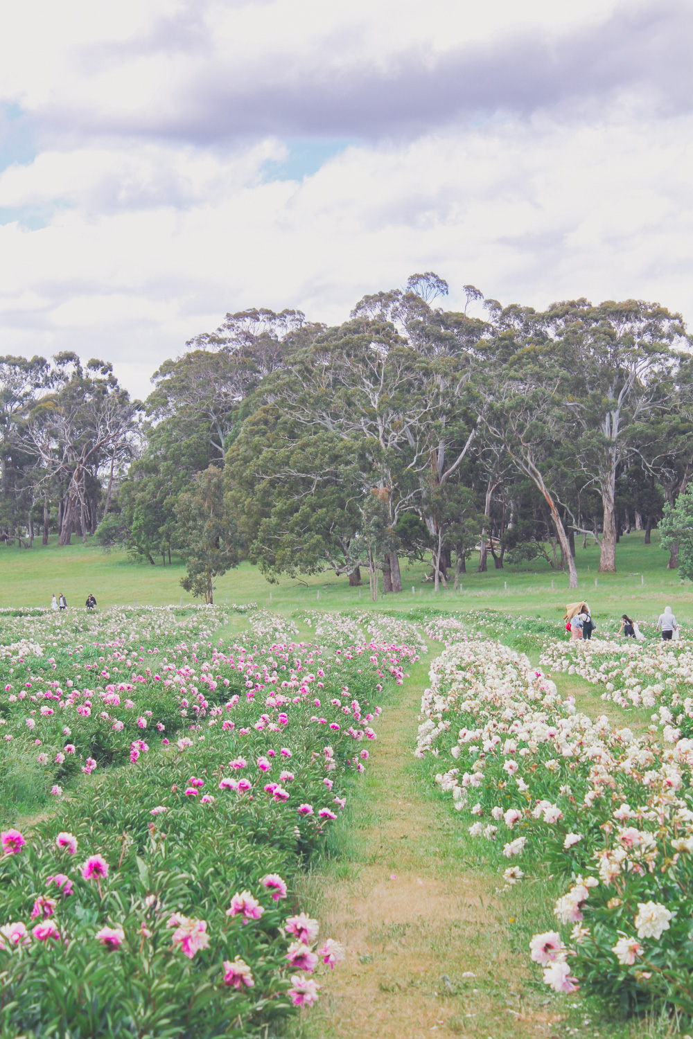 Spring Hill Peony Farm in Full Bloom during the November season