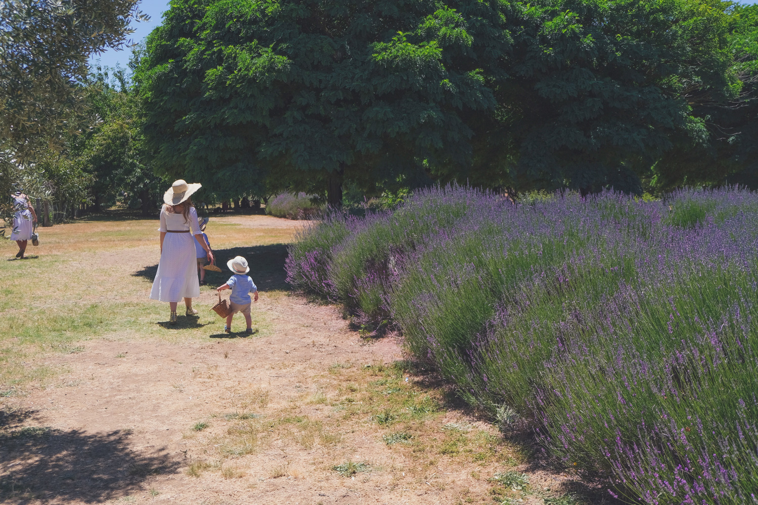 Goldfields Girl and family wearing white summer maternity dress and straw hat at the Harvest Festival at Lavandula Lavender Farm in Daylesford