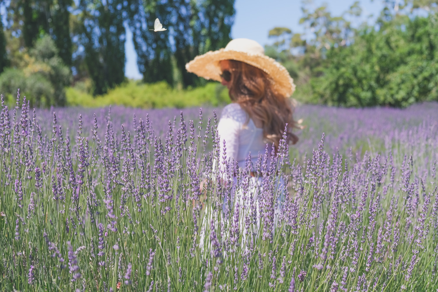 Goldfields Girl and family wearing white summer maternity dress and straw hat at the Harvest Festival at Lavandula Lavender Farm in Daylesford