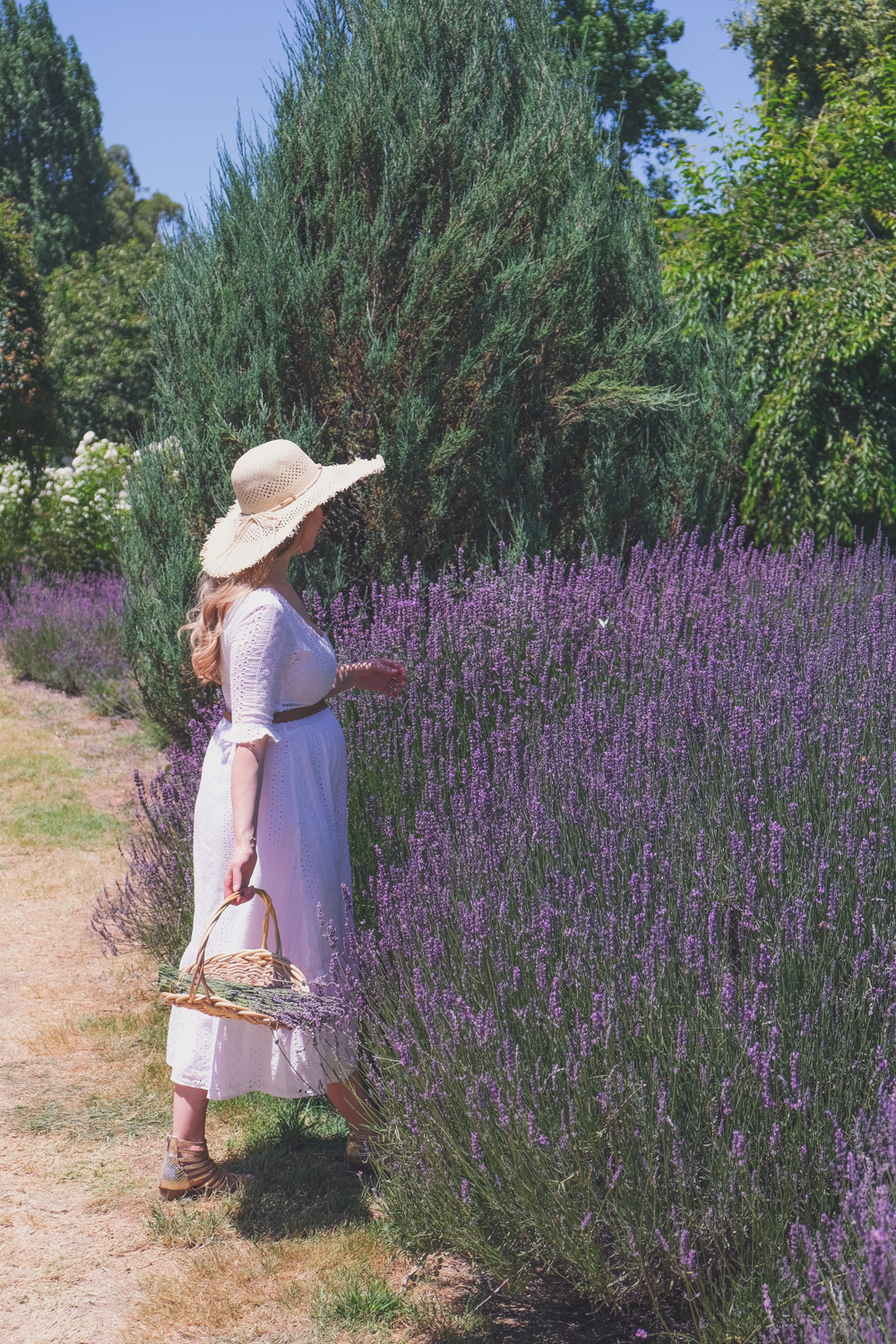 Goldfields Girl and family wearing white summer maternity dress and straw hat at the Harvest Festival at Lavandula Lavender Farm in Daylesford