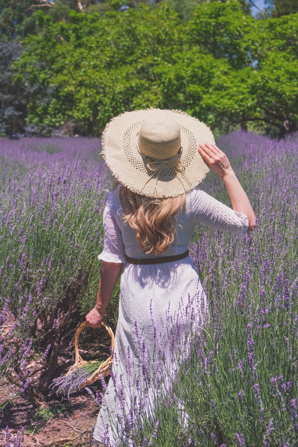 Goldfields Girl and family wearing white summer maternity dress and straw hat at the Harvest Festival at Lavandula Lavender Farm in Daylesford