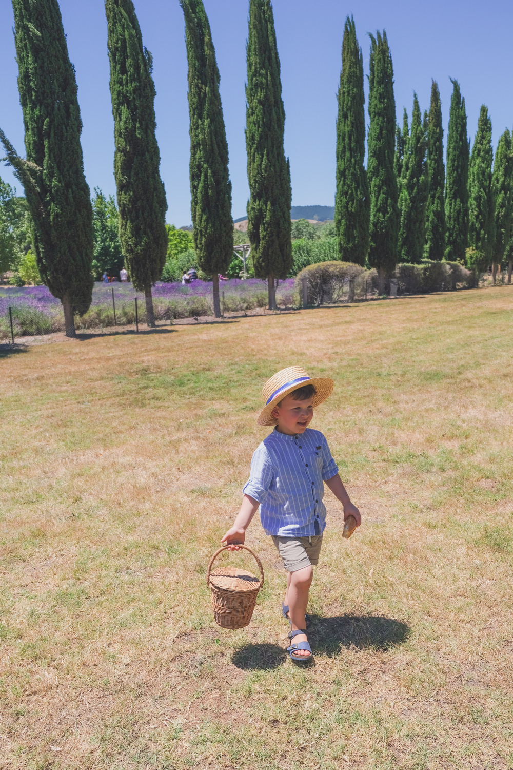 Little boy in straw hat and blue linen shirt with Olli Ella basket at Lavender Farm picnic