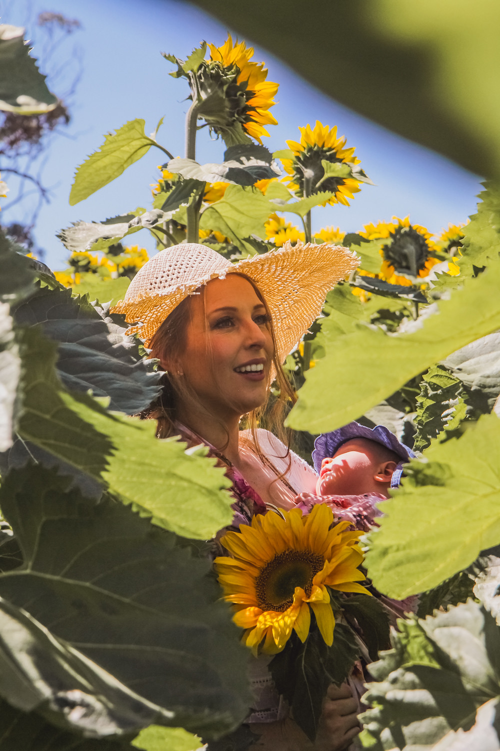 Goldfields Girl and sleeping baby hidden amongst sunflowers