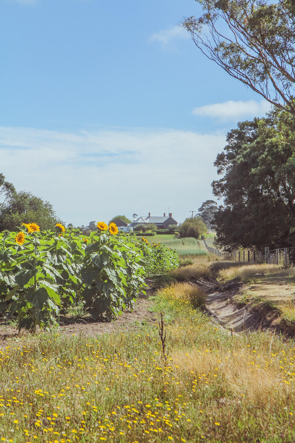 Sunflower Farm at dunnstown in Victoria