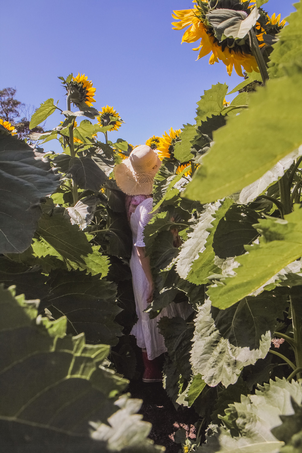 Goldfields girl disappearing into the sunflower field