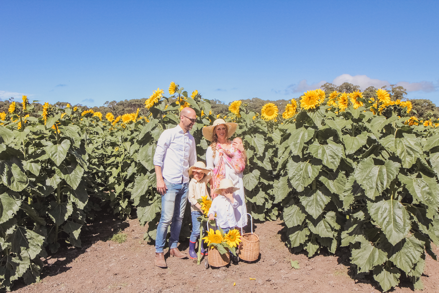 Goldfields Girl and family portrait in sunflower field at pick your won sunflowers near Ballarat Olli Ella leggy filled with sunflowers