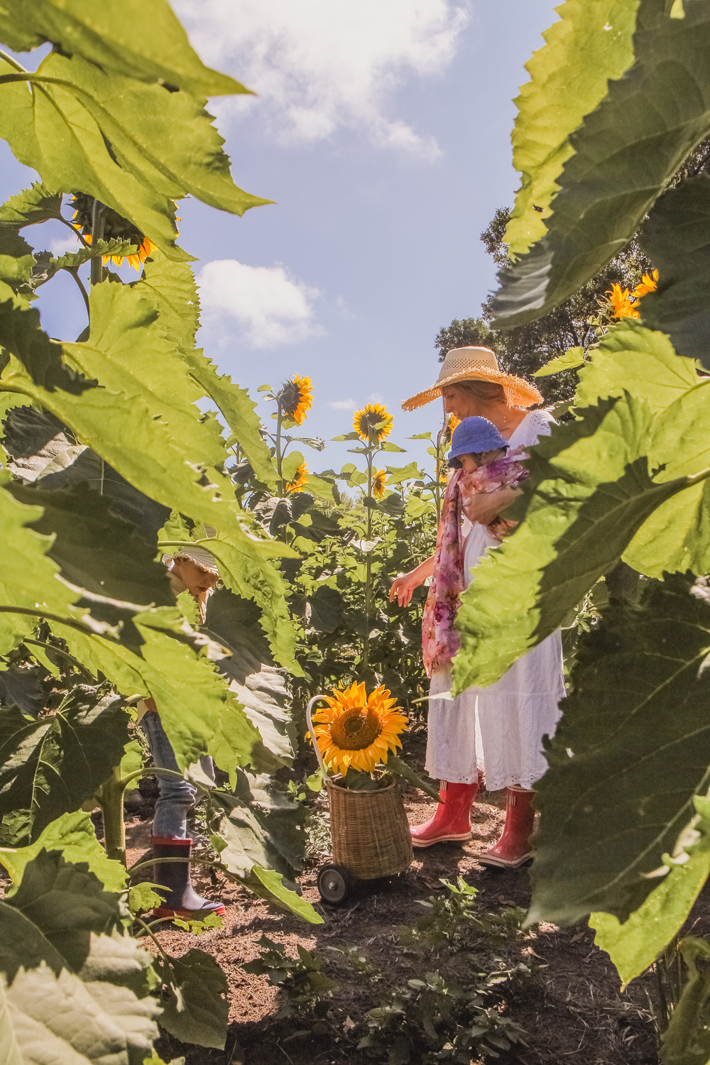 Goldfields Girl at sunflower farm in Ballarat in Victoria. Wearing white eyelet dress, straw hat and pink ring sling baby carrier pulling Olli Ella buggy filled with sunflowers