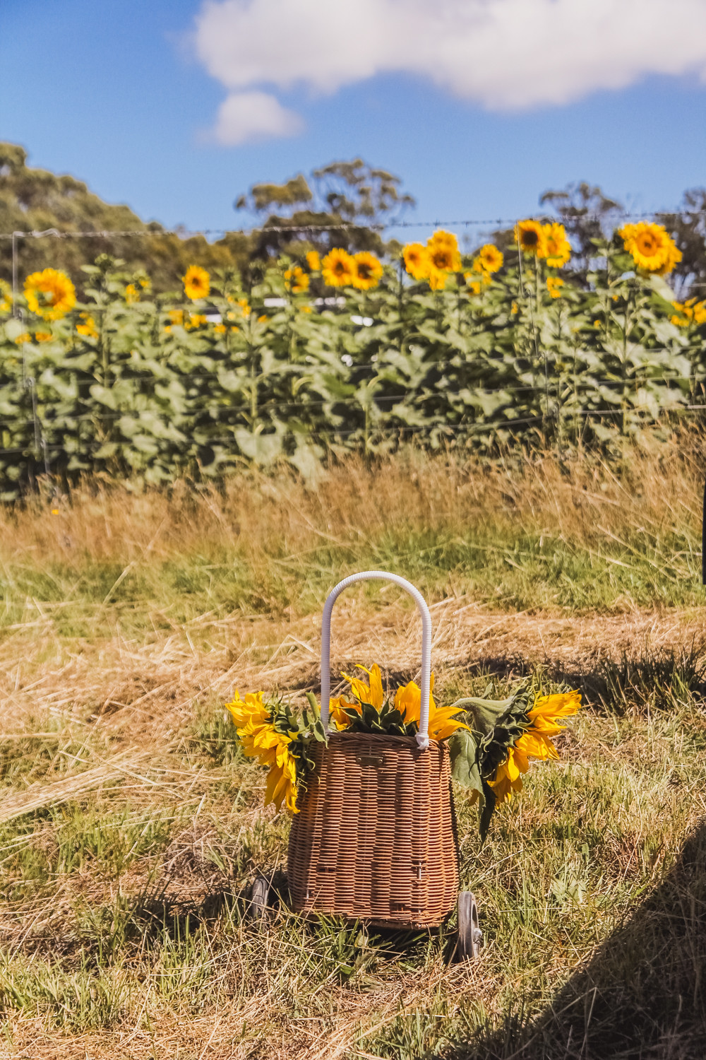 Olli ella luggy filled with sunflowers at pick your own sunflower farm near Ballarat