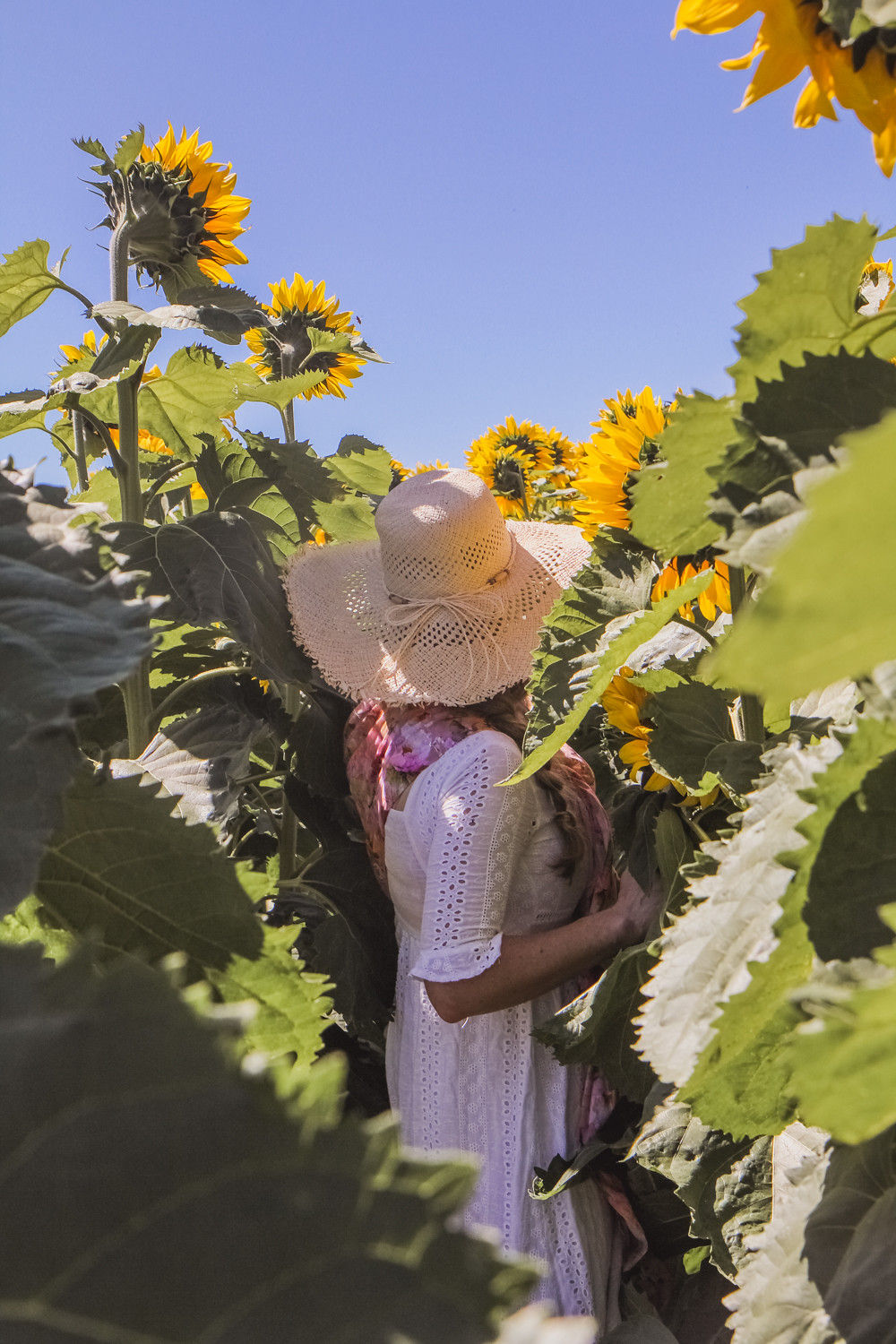 Goldfields Girl at sunflower farm in Ballarat in Victoria. Wearing white eyelet dress, straw hat and ping ring sling baby carrier.