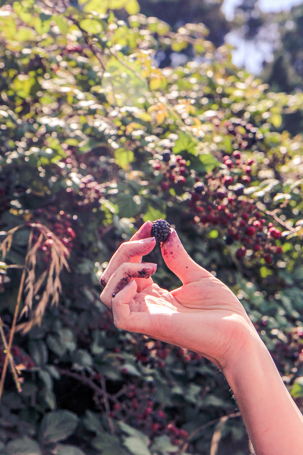 Ripe blackberry