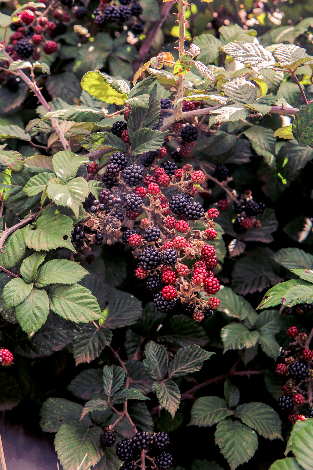 Blackberrys in a bush