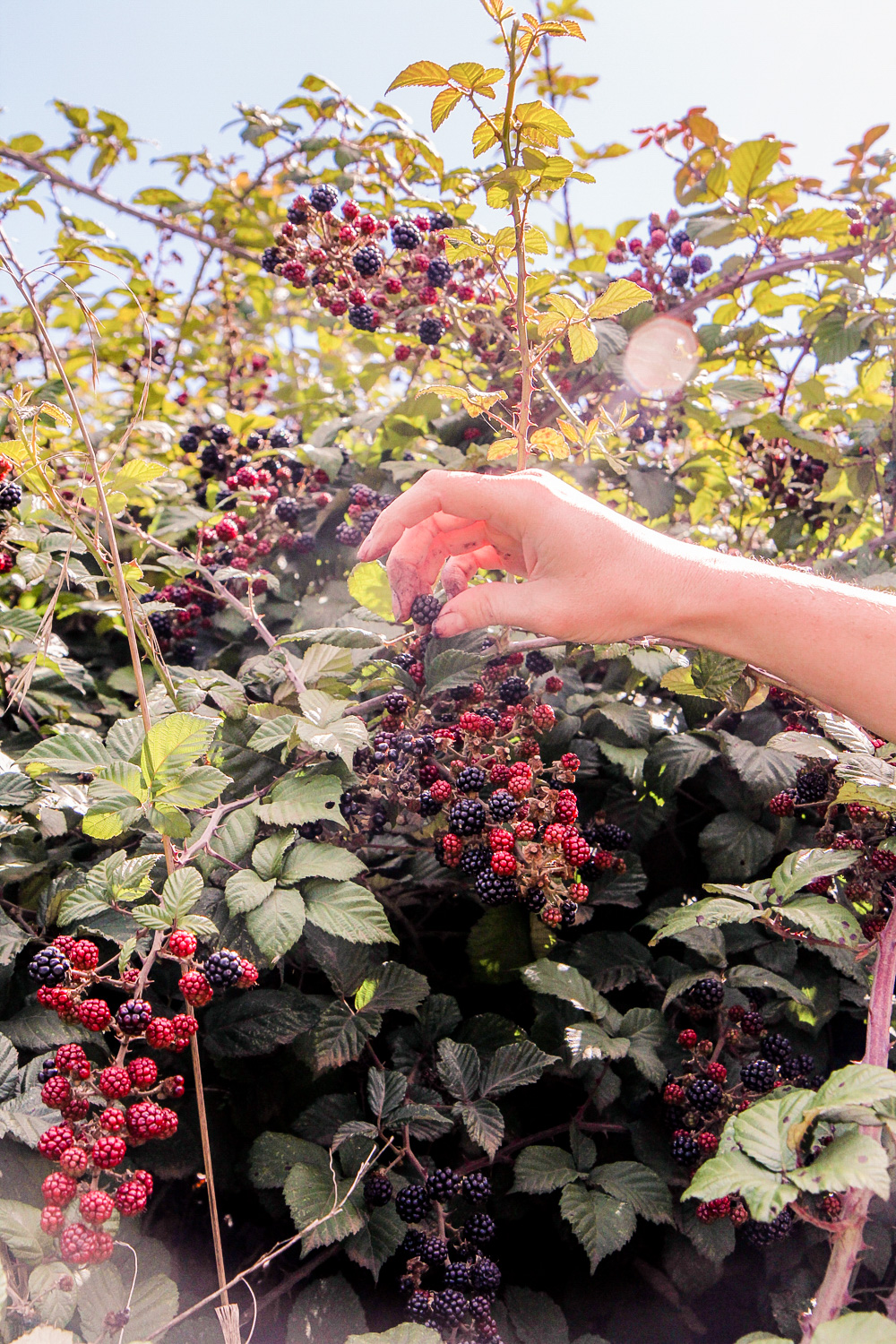 blackberry bush