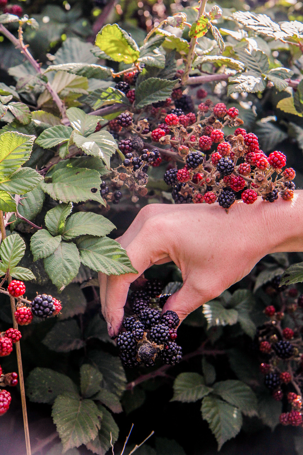 Picking fresh blackberries