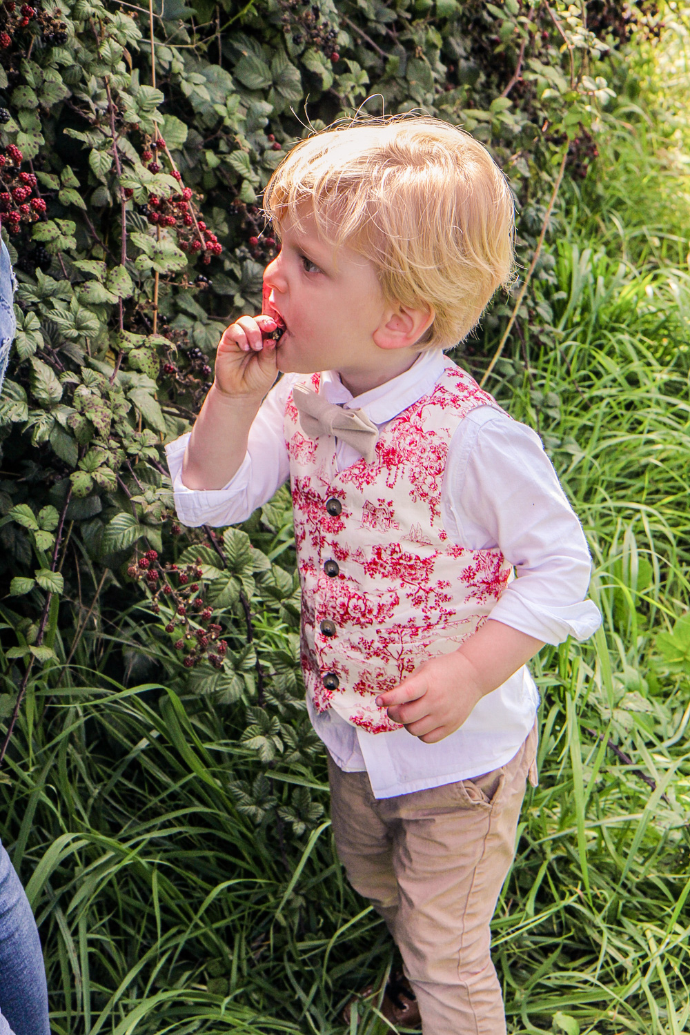 Little boy eating a blackberry from the bush