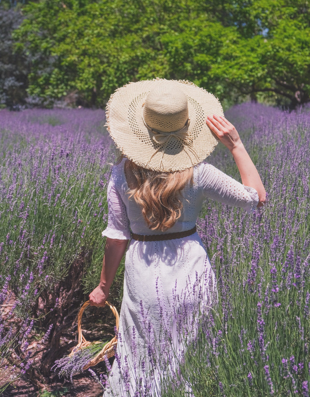 Lavendar Farm